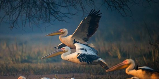 Wildlife Photography Course in Bangalore