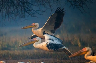 Wildlife Photography Course in Bangalore | Wildlife Photography Workshops